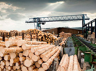 15 сентября — День работников леса